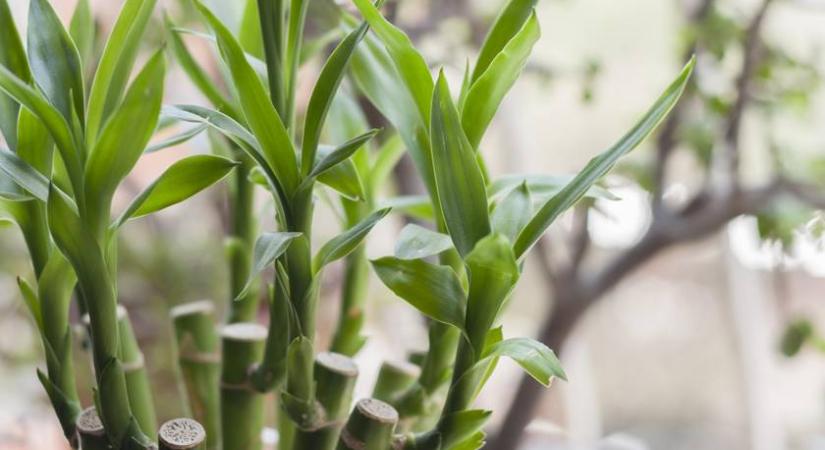 Sokan nem tudják, de levélről szaporíthatók ezek a növények: mutatjuk, hogyan csináld