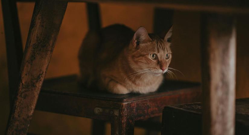 Tájszó-kvíz: mennyire vasi a szókincsed?