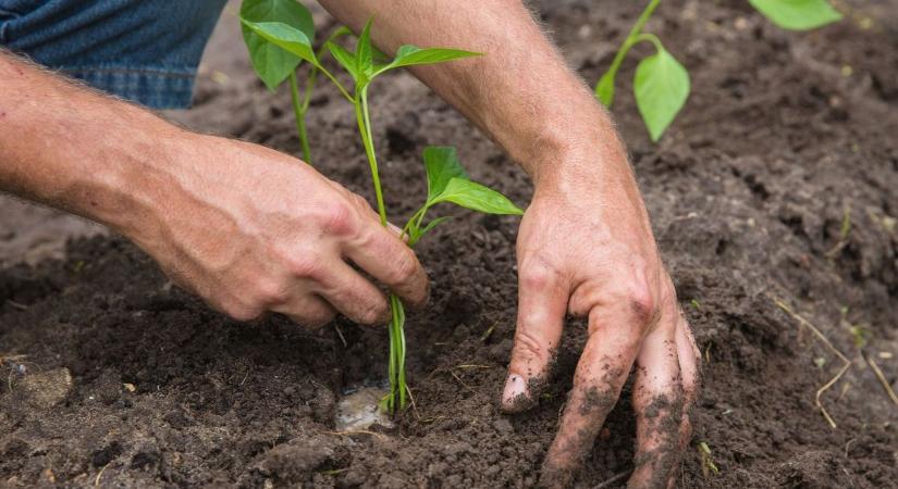 Mikor ültessük ki a palántákat? A kertész elmondta a biztos időpontot