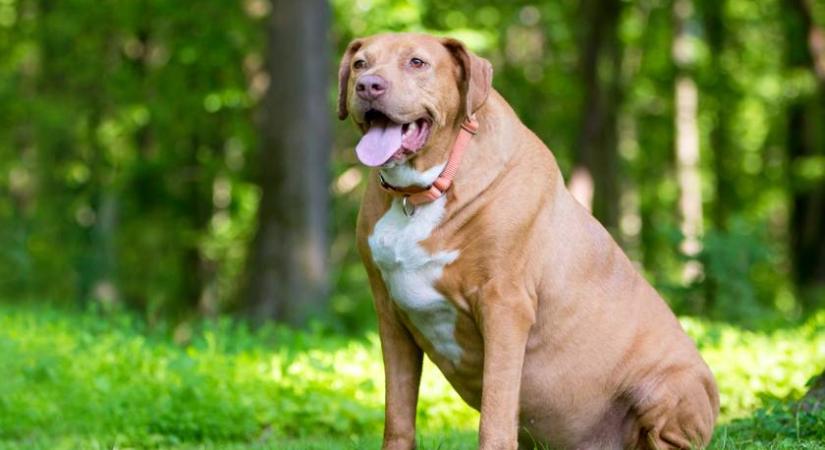 A kutyák harmada túlsúlyos: a gazdik többsége még mindig rosszul etet
