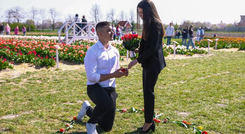 Romantikus lánykérés a győrladaméri tulipánkertben - fotók, videó