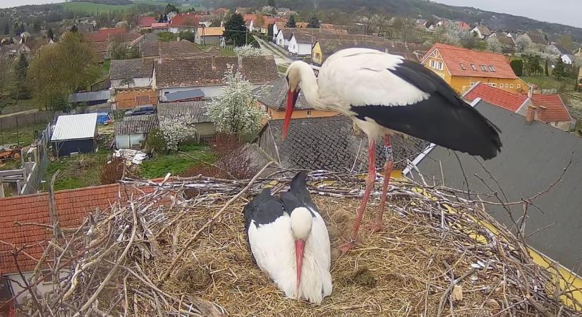 Feszültség a fészek körül, idegen gólya jelent meg Ságváron