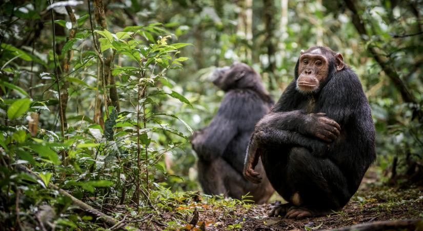 Ötszáz évente történik ilyen: durva háború tört ki az állatok között