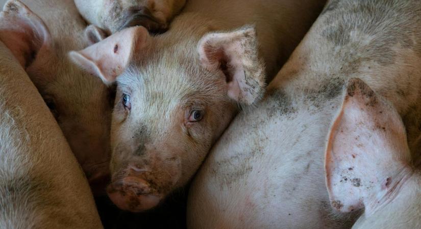 Drágább lesz a rántott hús? Trendforduló a sertéspiacon