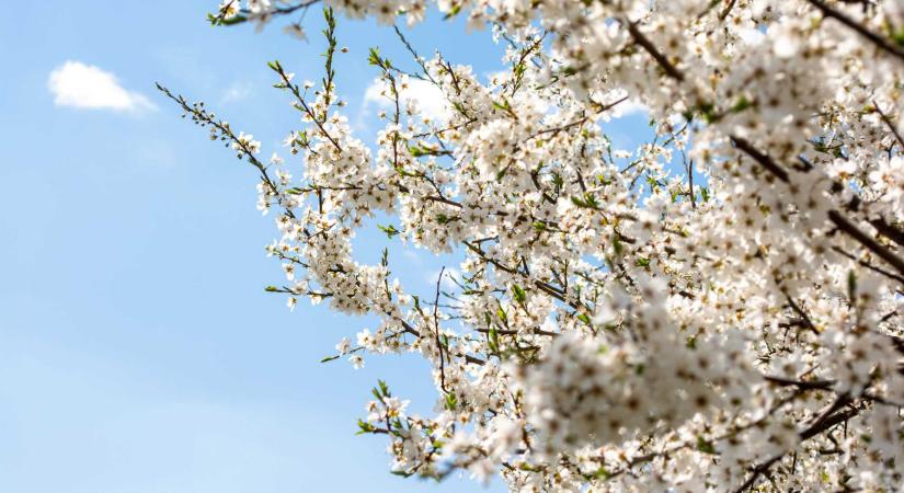 Fagyos éjszaka után jön a fordulat: 20 fok feletti meleg is lehet