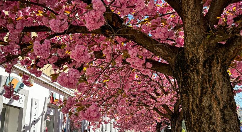 Japán hangulat és rózsaszín sziromfelhő ejti ámulatba a járókelőket a zalai város Fő útján (galéria, videó)