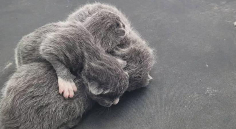 Gyanús zajokat hall a nő: amikor a kocsi tetejére néz, nem hisz a szemének