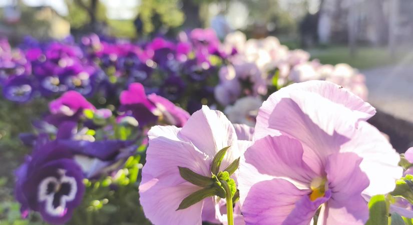 Szelídül a hajnali fagy