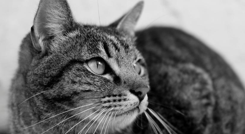 Nem bírod ki sírás nélkül! Ezért imádják a macskák, ha fogkefével simogatják őket