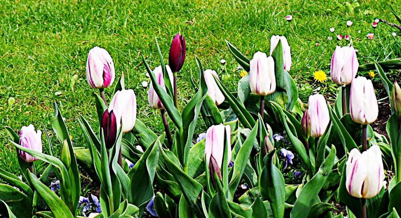 Tulipános kertek Zalaegerszegen