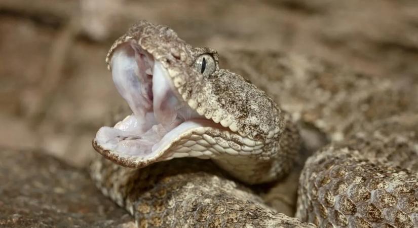 Régi mítosz dőlt meg a csörgőkígyókról