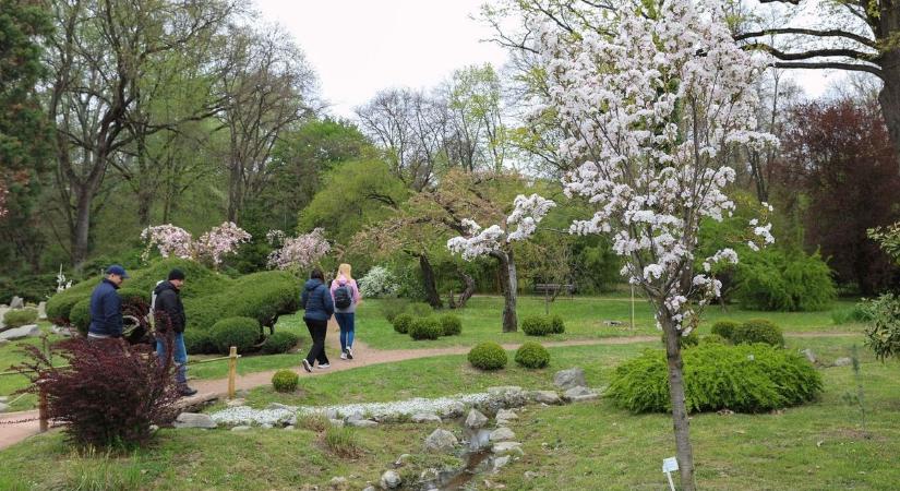 Rózsaszínbe borult a Füvészkert, különleges ünnep varázsolta el a látogatókat