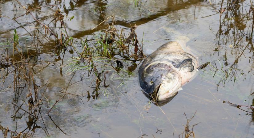 Óriási pánikot okozott a rejtélyes halpusztulás: kiderült, mi áll a háttérben