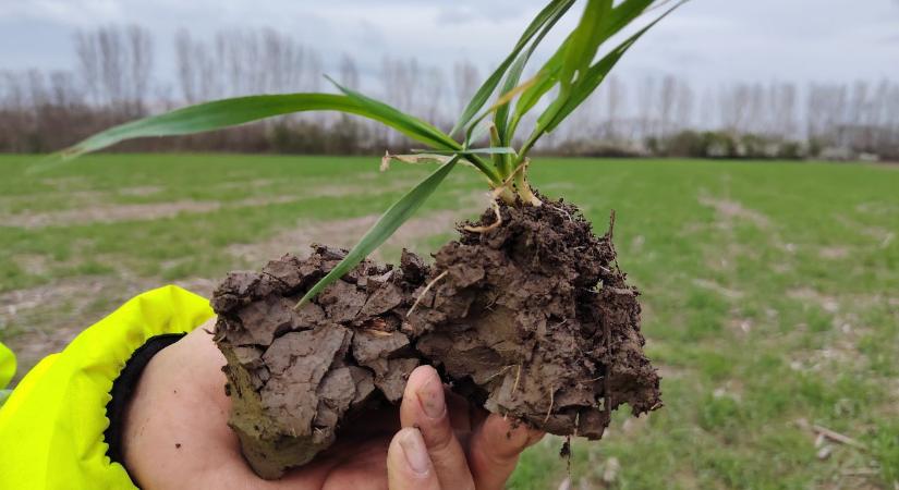 Miért áll le a szervesanyag-körforgás? A válasz, amit az aszályos években minden gazdának ismernie kell