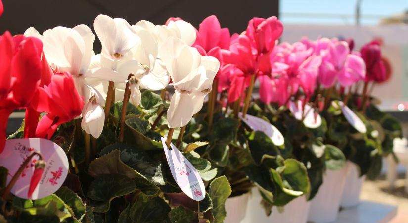 Ciklámen gondozása: ezért pusztul el sok növény idő előtt