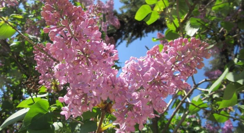 Melegszik az idő, a jövő héten már 20-22 fok is lehet