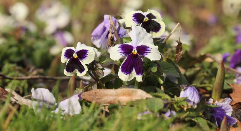 Ilyen idővel zárul a hét Borsodban