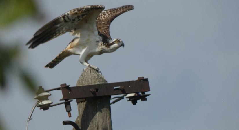 Megérkeztek a vonuló halászsasok a Kis-Sárrétre