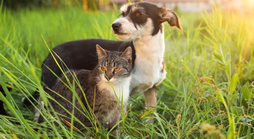 Országszerte megjelent a háziállatokra is veszélyes álveszettség, az Aujeszky-vírus