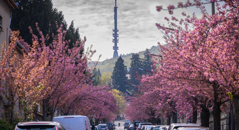 Varázslatos látvány: Virágba borult az Alsólővér utca Sopronban - Fotók