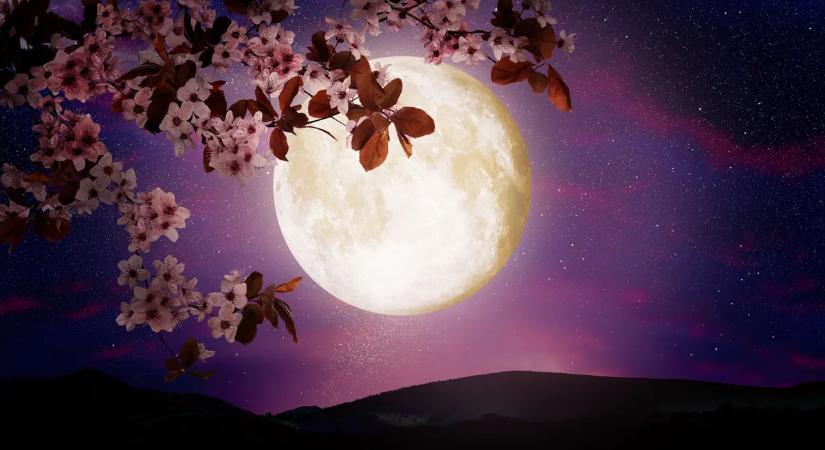 Rituálé a cseresznyevirágzás végére, ami meghozza a szerelmet