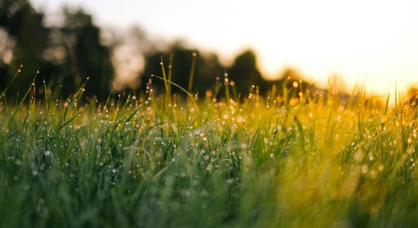 Gyep felújítás: így lesz újra sűrű, zöld és egyenletes