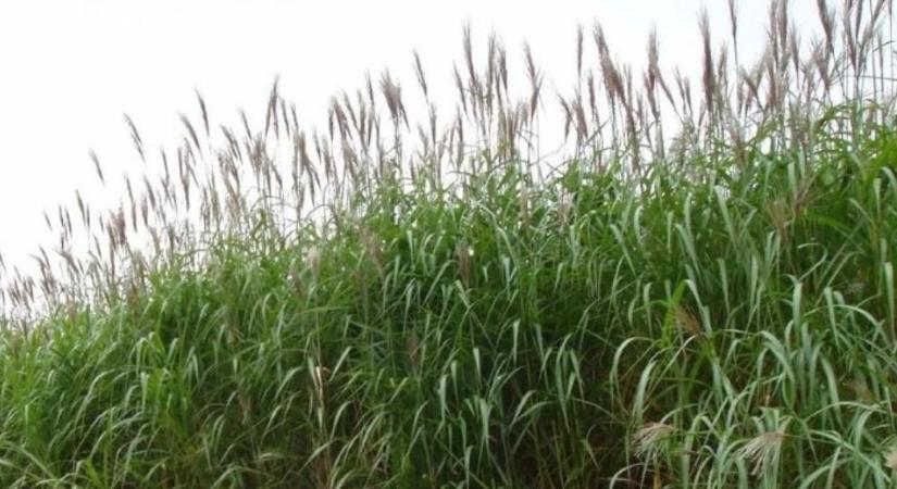 Kifűtöm a tanyát a saját földemről: Az energiafüggetlenség receptje