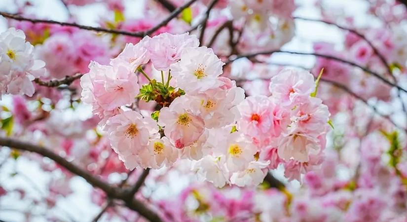 Siess, le ne maradj! Ezek a legszebb cseresznyevirágos helyek Budapesten