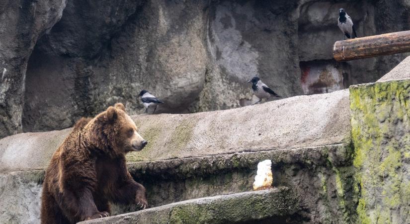 Megszólalt a nyírfa, panaszkodott a folyó – tanácskozás Norvégiában