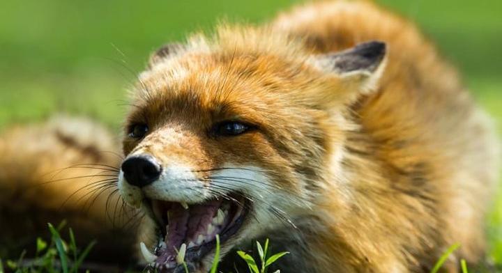 Oroszországban legalább 16 régióban regisztráltak veszettséggócokat