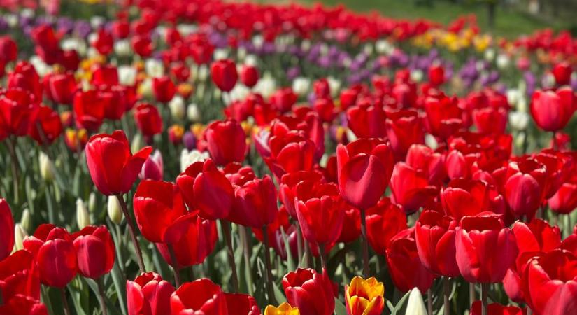 Szedd magad a tavaszt: virágba borult élmény vár a tulipánok mezőin