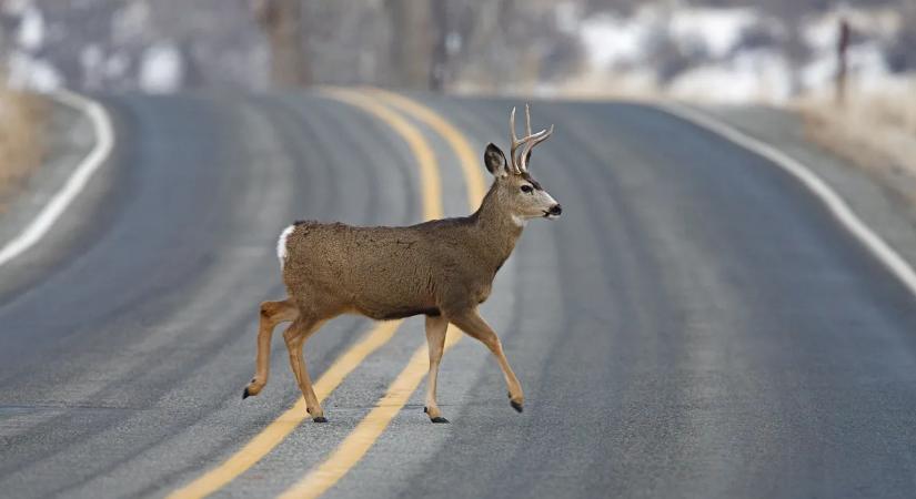 Tavasszal a vadállatok mozgása is megélénkül az utakon – mutatjuk, mire figyeljen ilyenkor