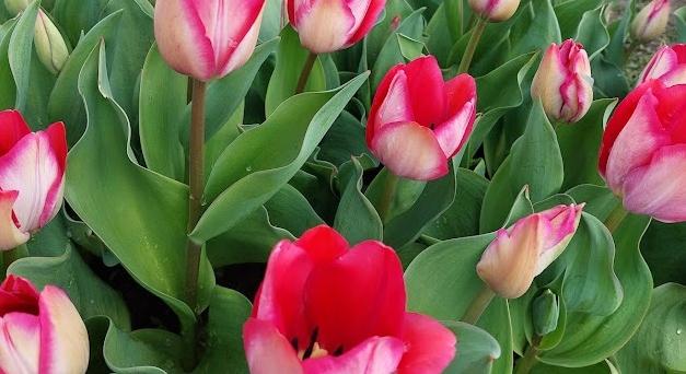 Tavaszias, jellemzően napsütéses idő várható a hétvégén