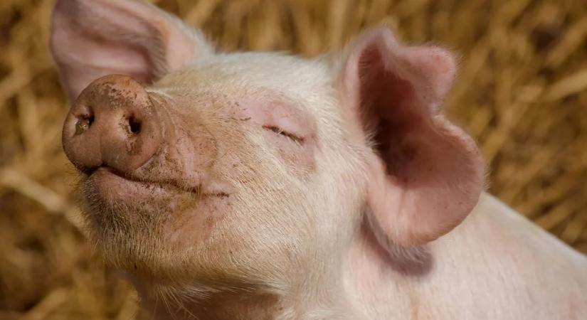 Itt a legújabb nagy durranás: a tudomány szerint a sertéssperma szemcsepp a rákot is gyógyítatja