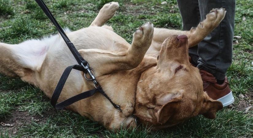 Ebadó és gyárbezárás fenyeget Kaposváron