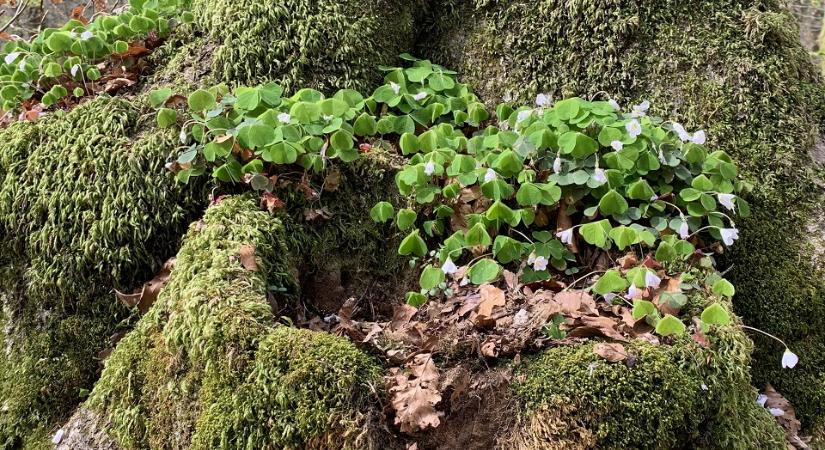 Hol bukkanhatnak fel a NAV revizorai április közepén?