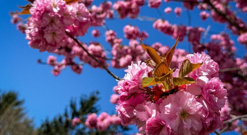 Napsütéses időjárásra készülhetünk a választás napján