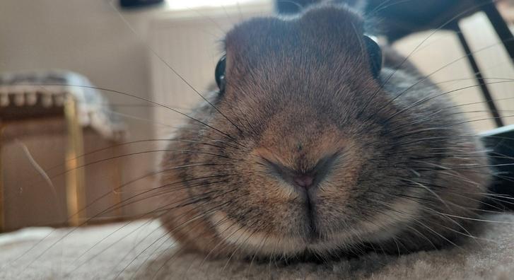 Parkból mentette ki Turbót az ügyészségi szóvivő