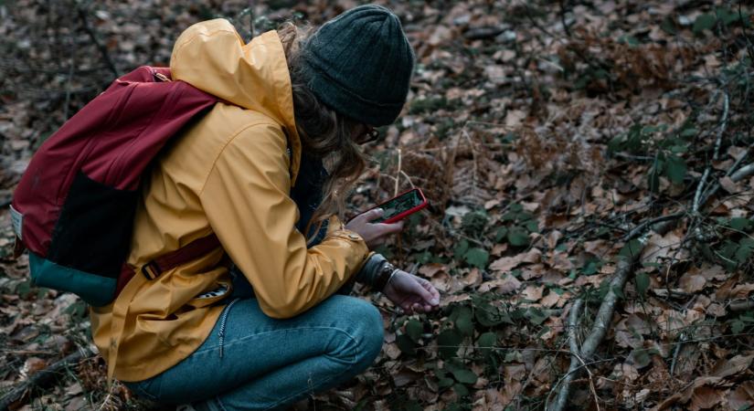 400 ezer forintot fizetnek érte külföldön, nálunk vadon szedhető ez a növény