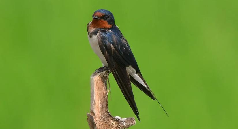 Nagy a baj: drámaian fogyatkozik a hazai fecskeállomány