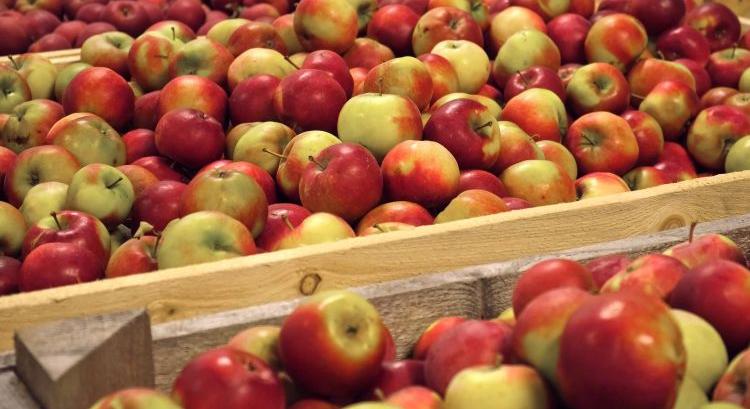 Almaexport: logisztika veri az európai versenyt