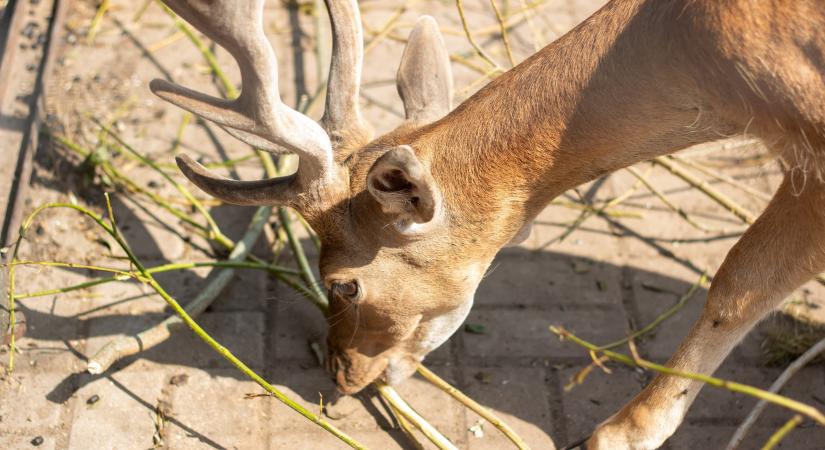 Valami módszeresen rágja a budai erdőket – politikai okai vannak