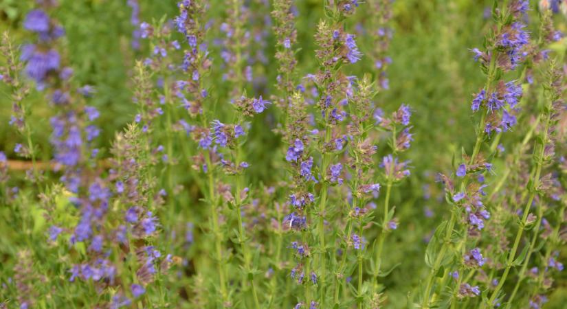 Sokan gaznak nézik, pedig aranyat ér ez a növény: ott lapulhat a kertedben