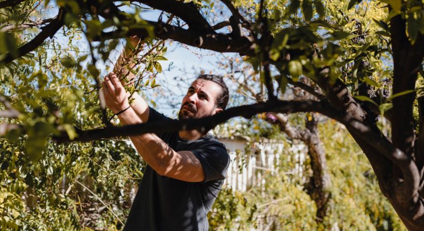 Súlyos hibába szaladnak a magyar kerttulajok: ezekhez a fákhoz áprilisban tilos nyúlni, figyelmeztet a sztárkertész