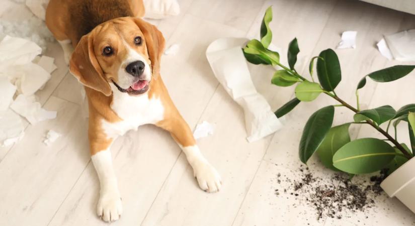 Szeparációs szorongás kutyáknál: ezért őrül meg a kutyád, ha elmész otthonról