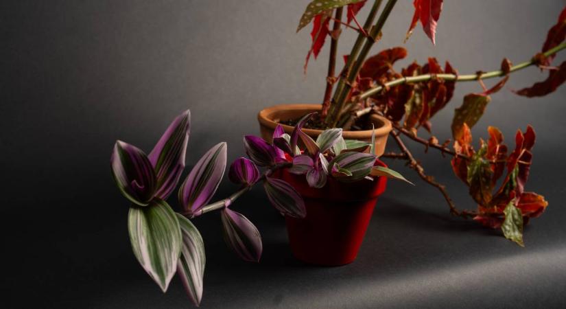 Ez a zöldség a kártevők legnagyobb ellensége: a te hűtődben is ott van