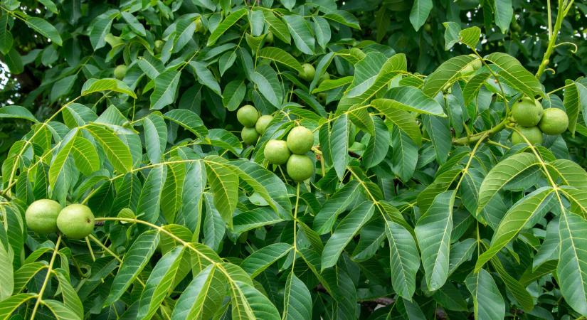 Magyar kutatók fogtak össze, hogy ne tűnjön el az asztalunkról egy közkedvelt alapanyag