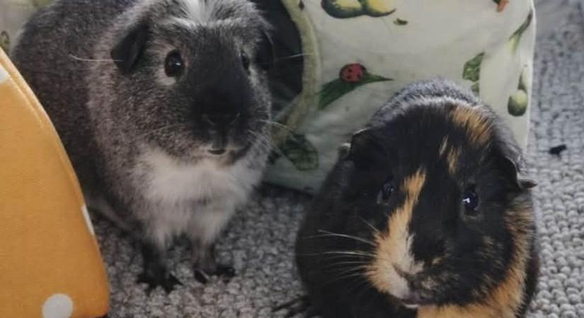 Dobozban hagyták a fagyban Szombathelyen, most szerető otthonra talált Robert, a tengerimalac