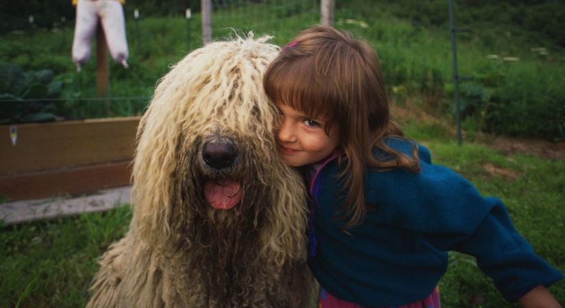 Így lett a kutyából hasznos családtag