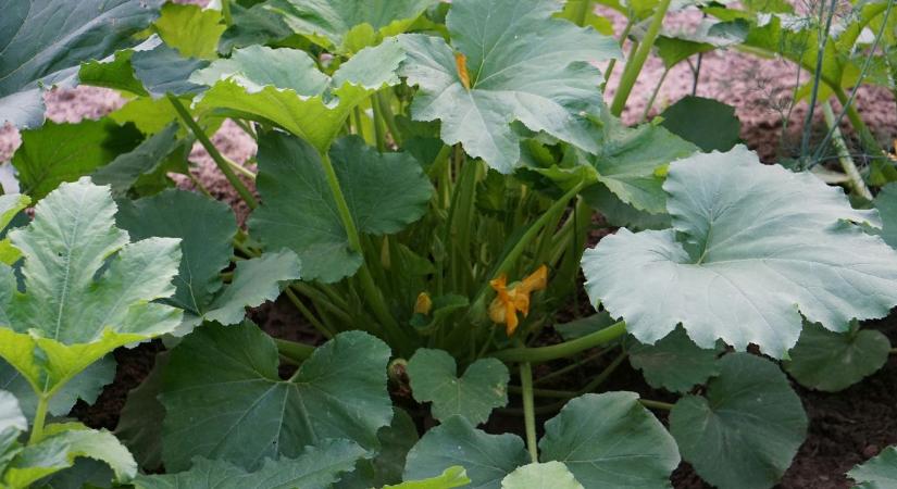 Tök vetése: így lehet nagy és egészséges a termés